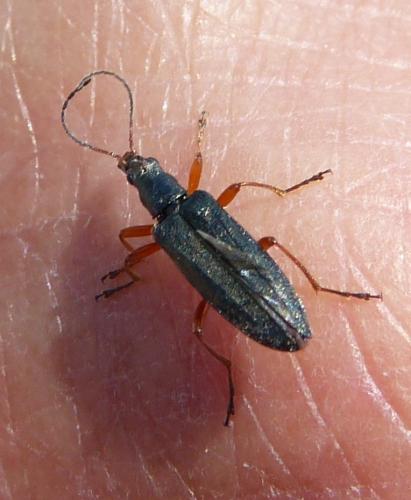 Stenostoma rostratum